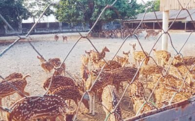 রামপালে সিমেন্ট ডিপোর ভেতরে শতাধিক হরিণ বন্দি! রাতের আঁধারে জবাই করে মাংস বিক্রির অভিযোগ, দখল হয়েছে সরকারি খালও